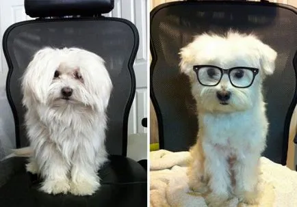 Kutyák előtt és után nyíró (23 fotó)