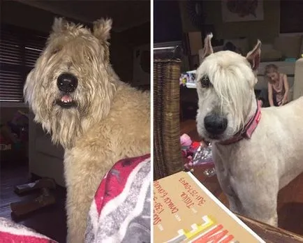 Кучета преди и след срязване (23 снимки)