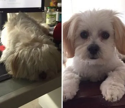 Câini înainte și după forfecare (23 poze)