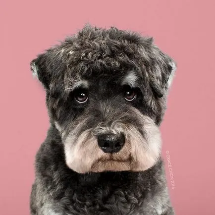 Kutyák előtt és után a frizurát (16 fotó)