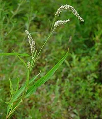 Knotweed за зачеване