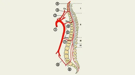 Spinal a stroke megelőzésére és kezelésére stroke, gerincvelő