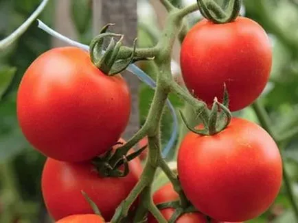 soiuri de tomate pentru Urali din tomate cu efect de seră și cea mai bună fotografie din policarbonat, cultivare și video, cu efect de seră