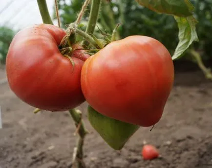 soiuri de tomate pentru Urali din tomate cu efect de seră și cea mai bună fotografie din policarbonat, cultivare și video, cu efect de seră