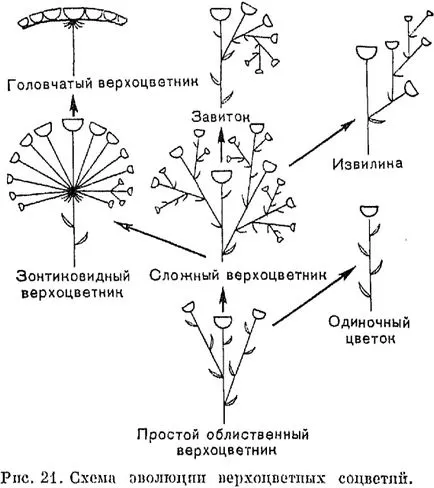 Съцветието - един