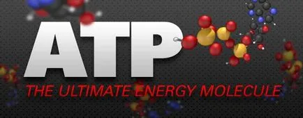Structura ATP și rolul biologic