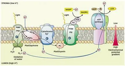 Structura ATP și rolul biologic