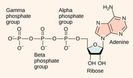 Structura ATP și rolul biologic