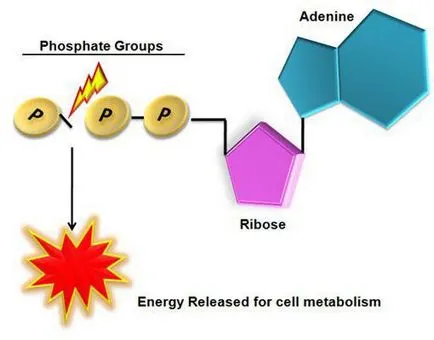 Structura ATP și rolul biologic