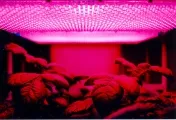 LED panelek termesztésre otthon, az összes információ