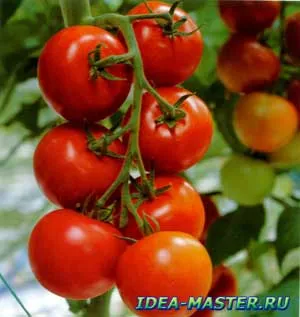tomate tehnologie de cultivare (tomate) saci