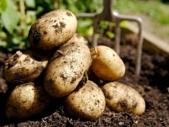 tehnologia de cultivare de cartofi în țară
