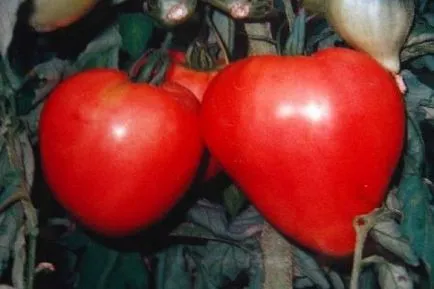 Tomate „inima de carne de vită“