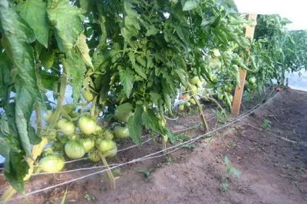 Tomate „inima de carne de vită“