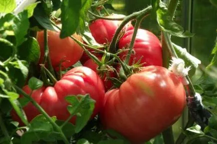 Tomate „inima de carne de vită“