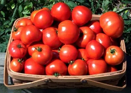 Tomate „Stolîpin“ descriere si caracterizare, de reproducere, fotografii