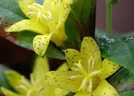 Tricyrtis интересен вид, отглеждане и поддръжка, размножаване, зимуване