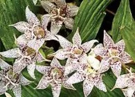 Tricyrtis érdekes faj, termesztés és karbantartás, tenyésztés, telelő