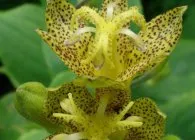 Tricyrtis érdekes faj, termesztés és karbantartás, tenyésztés, telelő