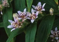 Tricyrtis интересен вид, отглеждане и поддръжка, размножаване, зимуване