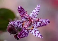 Tricyrtis érdekes faj, termesztés és karbantartás, tenyésztés, telelő