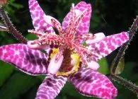 Tricyrtis интересен вид, отглеждане и поддръжка, размножаване, зимуване