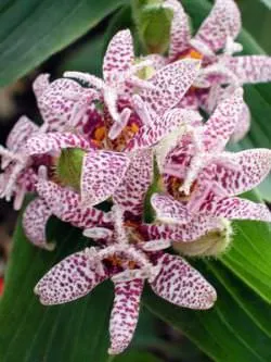 Tricyrtis (foto 55) caracteristici de plantare și întreținere