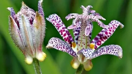 Tricyrtis érdekes faj, termesztés és karbantartás, tenyésztés, telelő