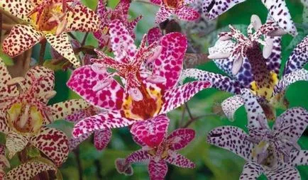 Tricyrtis (foto 55) caracteristici de plantare și întreținere