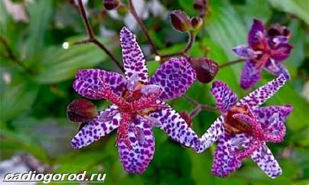 tricyrtis цвете