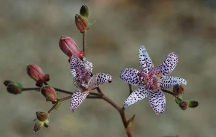 Tricyrtis (fotó 55) funkciók telepítése és karbantartása