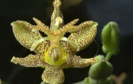 Tricyrtis (foto 55) caracteristici de plantare și întreținere