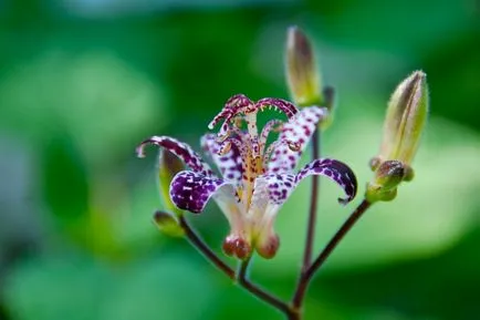 Tricyrtis fotók, faj, ültetés és gondozás