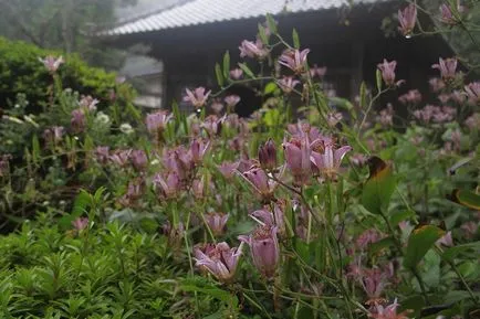 Tricyrtis снимки, видове, засаждане и грижи