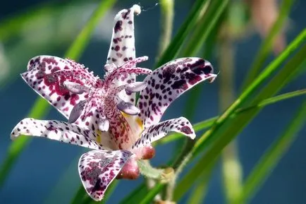 Tricyrtis fotók, faj, ültetés és gondozás