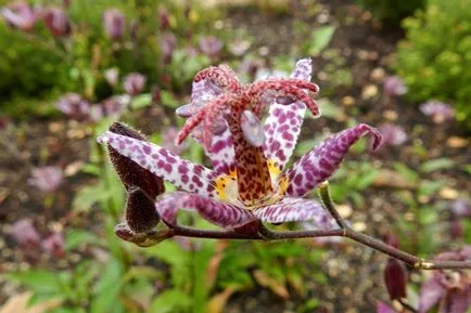 fotografii Tricyrtis, specii, de plantare și îngrijire