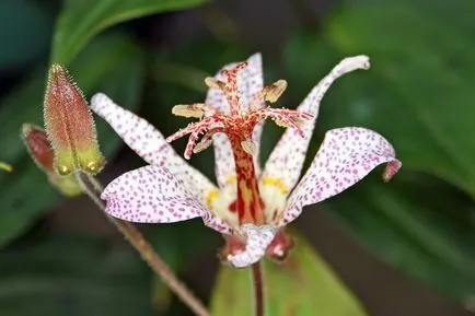 fotografii Tricyrtis, specii, de plantare și îngrijire