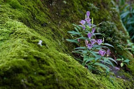 Tricyrtis fotók, faj, ültetés és gondozás