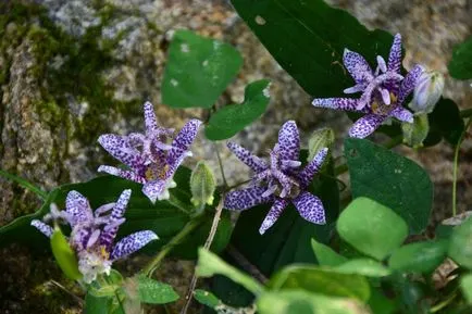 Tricyrtis fotók, faj, ültetés és gondozás