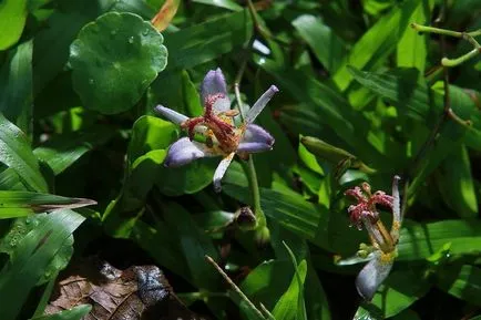 Tricyrtis fotók, faj, ültetés és gondozás