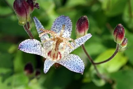 fotografii Tricyrtis, specii, de plantare și îngrijire