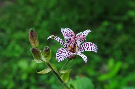 fotografii Tricyrtis, specii, de plantare și îngrijire