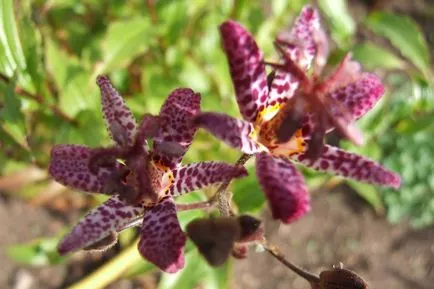 fotografii Tricyrtis, specii, de plantare și îngrijire