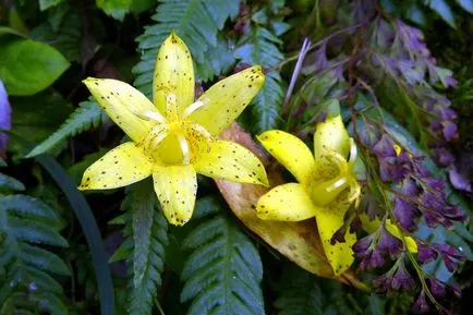 Tricyrtis fotók, faj, ültetés és gondozás