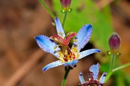 fotografii Tricyrtis, specii, de plantare și îngrijire