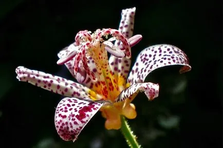 fotografii Tricyrtis, specii, de plantare și îngrijire