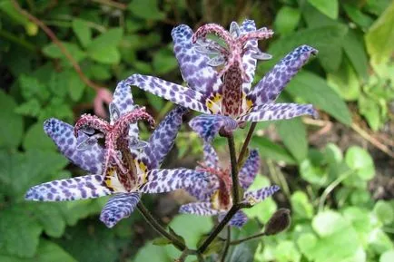 fotografii Tricyrtis, specii, de plantare și îngrijire