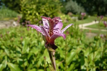 Tricyrtis fotók, faj, ültetés és gondozás