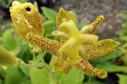 fotografii Tricyrtis, specii, de plantare și îngrijire