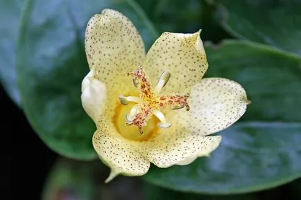 Tricyrtis снимки, видове, засаждане и грижи